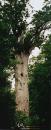 big-tree.jpg 2.8K