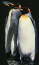 pinguin.jpg 2.8K